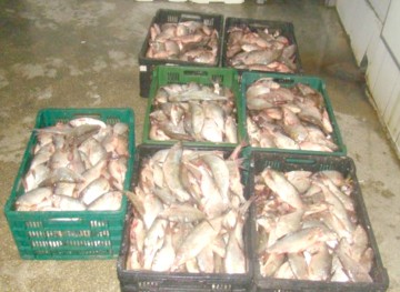 Peşte comercializat fără documente legale